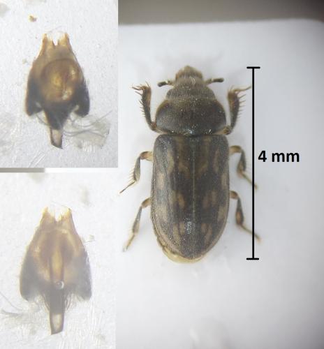 Réf. 200 798 : Heterocerus fenestratus